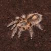 Chile Bronze Tarantula Photo