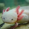 Axolotl Photo