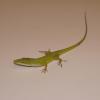 Green Anole Photo