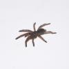 Eastern Horned Baboon Tarantula Photo