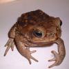 Marine Toad or Cane Toad Photo