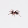 Peruvian Dwarf Black & White Tarantula Photo