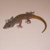 Golden Gecko Photo