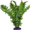 Komodo Boston Fern Photo