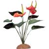 Komodo Anthurium Bush Photo