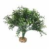 Komodo Boxwood Bush Photo