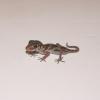 Madagascan Ground Gecko Photo