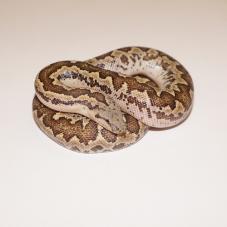 Rough Scaled Sand Boa