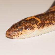 Kenyan Sand Boa