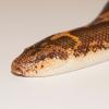 Kenyan Sand Boa Photo