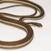 Eastern Ribbon Snake Photo