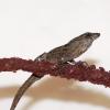 Brown Anole Photo