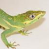 Cuban Knight Anole Photo