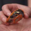 Red Bellied Short Necked Turtle Photo