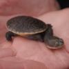 Siebenrocks Snake Necked Turtle Photo