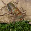 African Armoured Cricket Photo