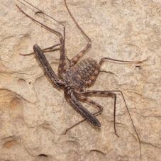 Tail Less Whip Scorpion
