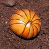 Tanzanian Pill Bug Millipedes Photo