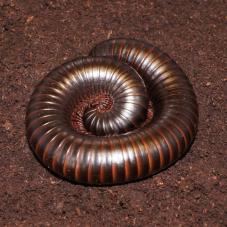African Giant Black Millipedes