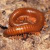 Tanzanian Brown Millipedes Photo