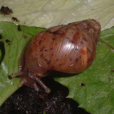East African Land Snails