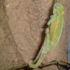 Male Ruwenzori Side Striped Chemeleon photo