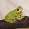 Barking Tree Frog Photo
