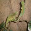 Pair of Ruwenzori Side Striped Chemeleons photo