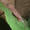 Baby Ruwenzori Side Striped Chemeleon photo