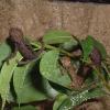 Group of Ruwenzori Side Striped Chemeleons photo