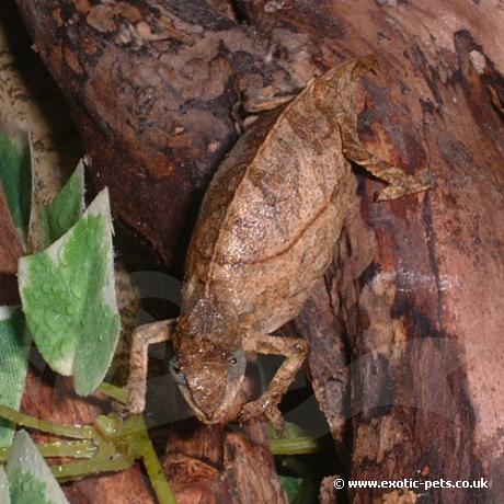 Gravid Pitless Pygmy Chameleon - Pitless Pygmy Chameleo