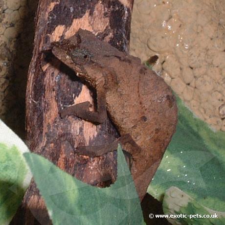 Male Pitless Pygmy Chameleon - Pitless Pygmy Chameleon