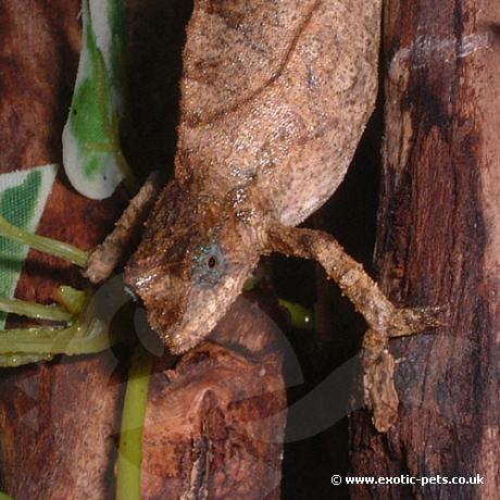 Pitless Pygmy Chameleon - Pitless Pygmy Chameleon