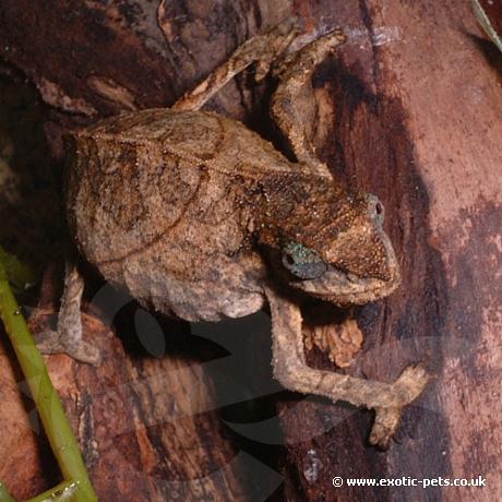 Pregnant Pitless Pygmy Chameleon - Pitless Pygmy Chamel