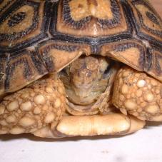Leopard Tortoise