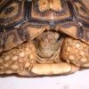 Leopard Tortoise Photo