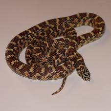 Brooks King Snake