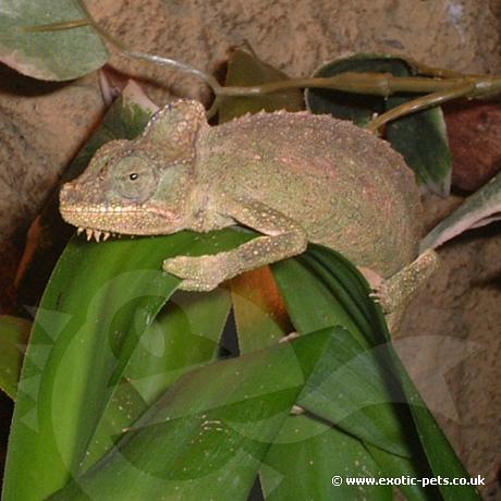 Von Hohnels Chameleon - Female