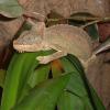 Von Hohnels Chameleon - Female photo