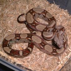 Common Boa Constrictor