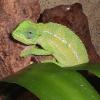 Ruwenzori Side Stripe Chameleon - Female photo