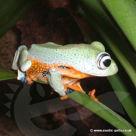 Blue Webbed Tree Frog feeding