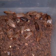 Lobster Roaches