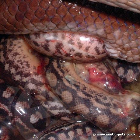 Ecuadorian Rainbow Boa giving birth