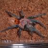 Green Bottle Blue Tarantula eating photo