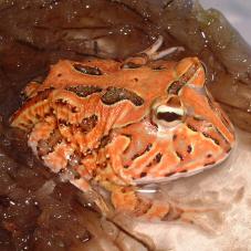 Horned Frog