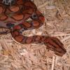 Brazilian Rainbow Boa Photo