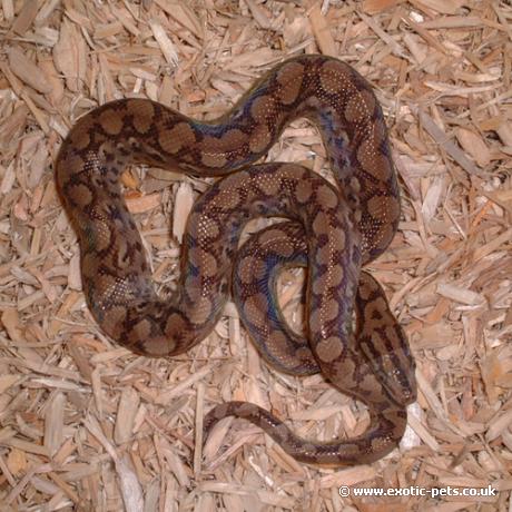 Columbian Rainbow Boa. Grown on Columbian Rainbow Boa