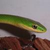 Smooth and Rough Green Snake Photo