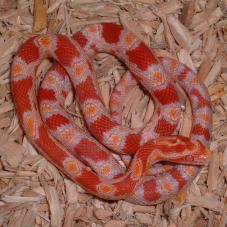 Corn Snake